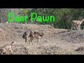 Deer Pawn 4K