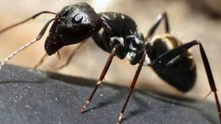 चींटियों को भगाने के लिए आजमाएं नींबू |  How To Get Rid Of Ants Naturally By Lemon