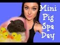 How To Give A Mini Pig A Bath (And Pedicure)!