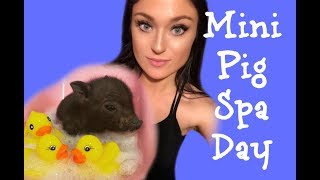 How To Give A Mini Pig A Bath (And Pedicure)!