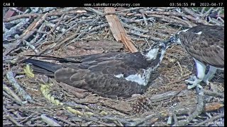 Lake Murray Osprey Ricky feeds Lucy fish 3:56pm 4-17-2022