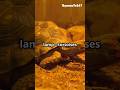Tortoise care video #animalshorts #trend