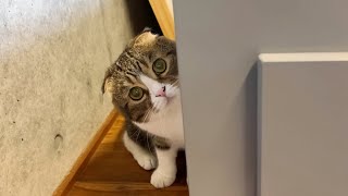 ママの実家からどうしても帰りたくない猫が出てこなくなっちゃいました