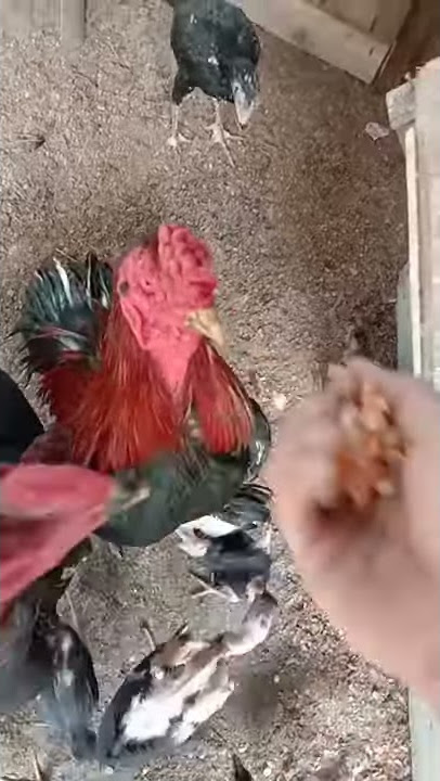 ayam jago ASLI BANGKOK ll ganas tarungnya