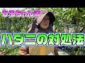ハダニはどう対処したらいいですか