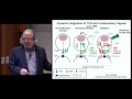 Immune checkpoint blockade in cancer therapy