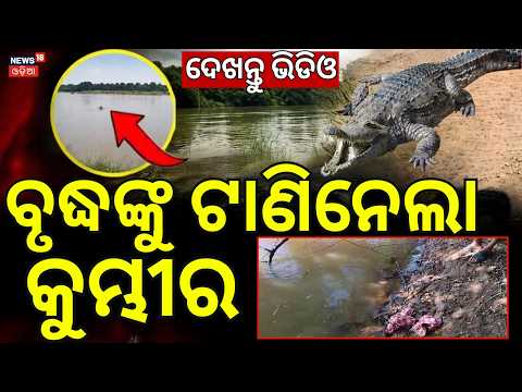 Crocodile Attack News | ଟାଣିନେଲା କୁମ୍ଭୀର | Crocodile Attacks Old Man in Khasrota River | Jajpur News