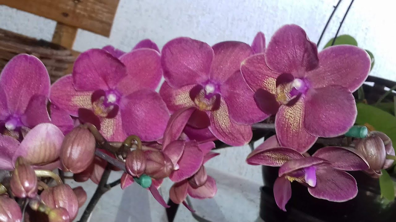 Adubos para orquídeas 
Minha Adubação