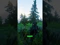 Wild Black American Standardbred in RDR2 – Epic Forest Ride & Taming!     #rdr2 #reddeadredemption