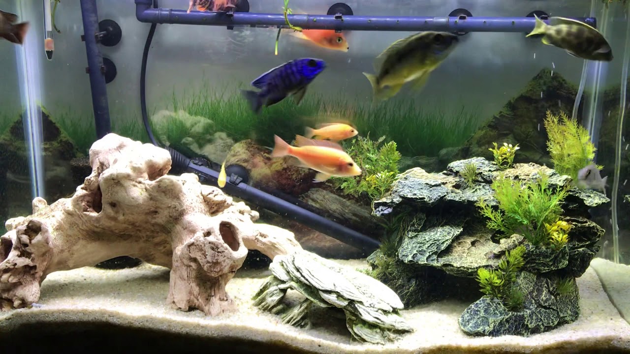 peacocks tearoom My BEAUTIFUL Peacock Cichlids!