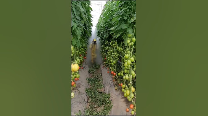 #tamatarkikheti #tomato #kheti #agriculture #tomatofarming tamatar ki kheti mein tamatar jaldi le