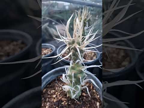 Paper Thorn Cactus