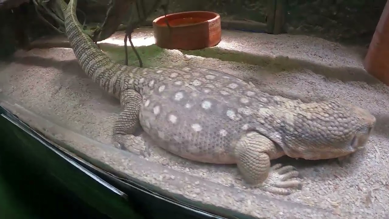 อันปันคิดทีวี |สวนสัตว์แปลก พัทยา|Monster Aquarium Pattaya|ep.02