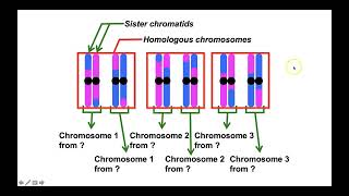 What are haplotype blocks in population and evolutionary genetics?