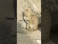 #meowandmore ❣️🐾 #viral राजा साहब 🌼