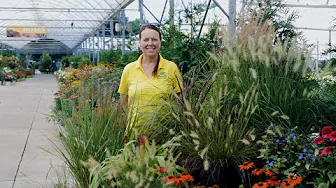PETITTI Pennisetum Spotlight | How to Grow & Care For Ornamental Fountain Grass