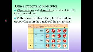 Ch 7 Part I Membrane Structure & Passive Transport