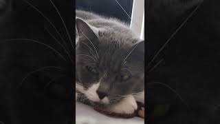 Harley's Habitat... Somebody Like You! Miss Maincoon.🩶'Eva 🐈‍⬛🎵🎶