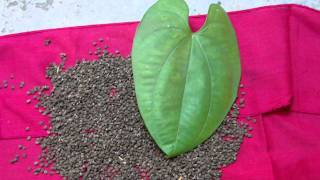 Pankaj Oudhias Healing Herbs Diabetes Mellitus Type 2 With Premature Ejaculation. Hf-693