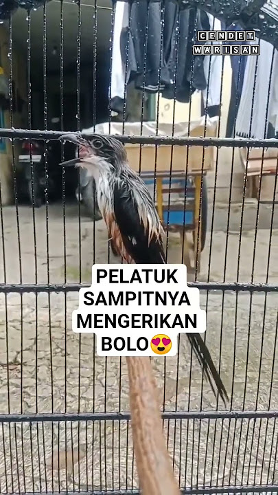 cendet gacor isian pelatuk sampit || ngotot buka paruh mewah #cendet #gacoran #pelatuksampit #fypシ