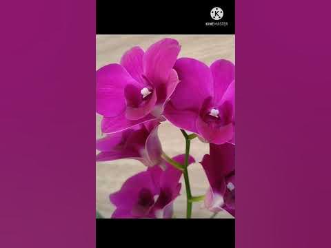 Cooktown Orchid 