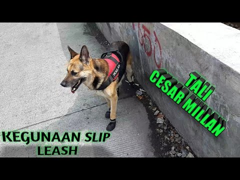 Video: Apakah Leash Yang Dapat Ditarik Aman Untuk Anjing?