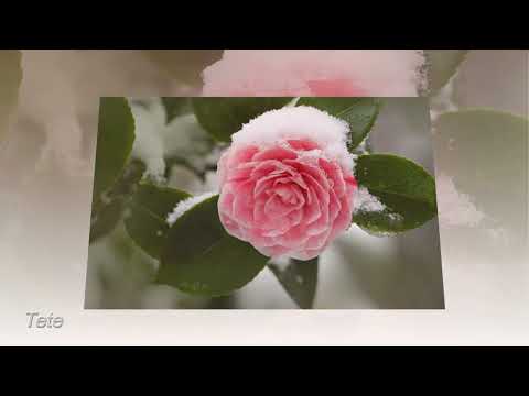 FRANYANECO TU SOLO TÚ