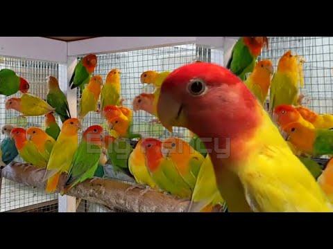 Top 10 Most Beautiful Colors African Lovebirds - Love Birds Cage