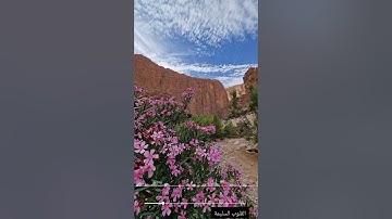 تلاوة طيبة من سورة النور بصوت الشيخ أحمد عليوي باركه الله ❤️