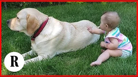 Quale cane adatto ai bambini?