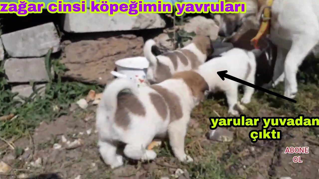 Zagar Cinsi Kopegim Ve Yavrulari Yavru Kopekler Yuvadan Cikti Kopek Tavuk Civciv Youtube