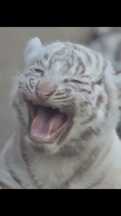 Beautiful Rare White Tiger Cub | Nouman Hassan |