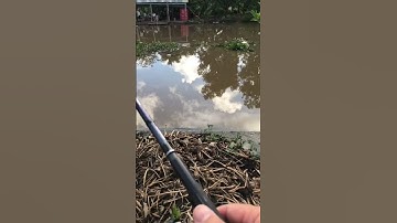 Săn cá chẽm sông khủng phần2