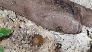 Ants vs Maggots