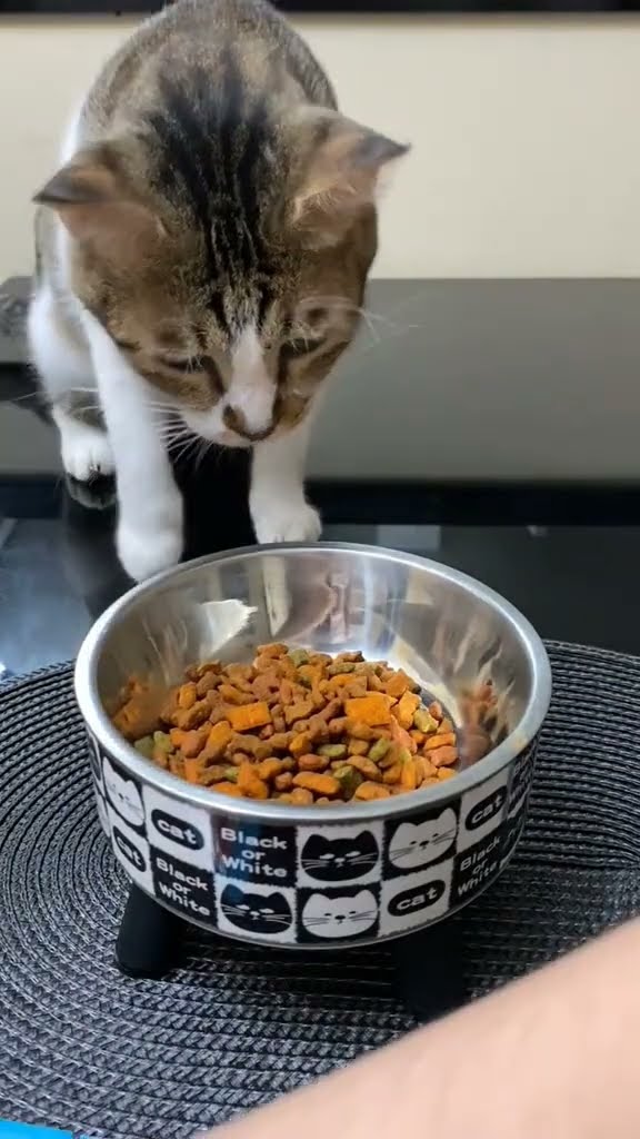 Bébé chaton très mignon ♥️ ♥️ ♥️ ♥️