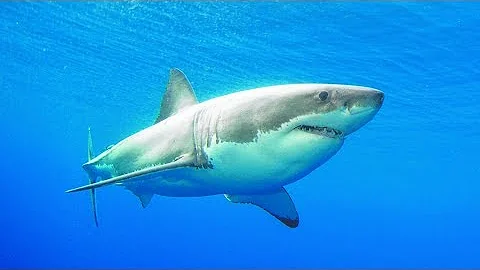 脊椎動物 脊椎動物