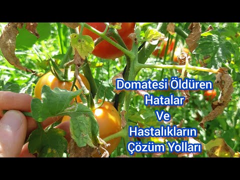 Video: Bölünmüş Domates Problemi: Domateslerim Neden Çatlıyor ve Nasıl Durdurulur