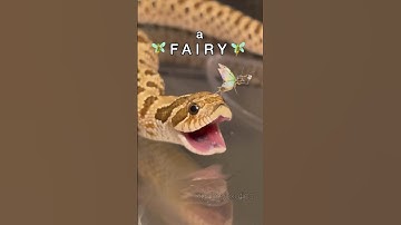 LOOK, A FAIRY! #reptile #animal #frog