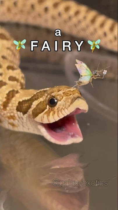LOOK, A FAIRY! #reptile #animal #frog