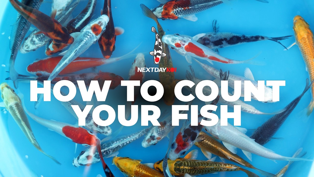 How To Count Your Fish | NextDayKoi