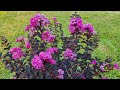 Crape Myrtle Black Diamond &#39;Purely Purple&#39;