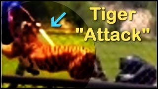 This is Why Tigers are Dangerous but are Still Tame Domesticates