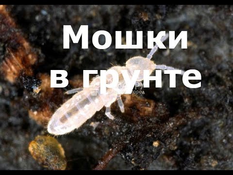 Мошки в грунте. Методы борьбы