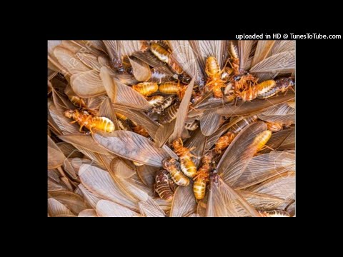 Vidéo: Qu'est-ce qui attire les termites chez vous ?