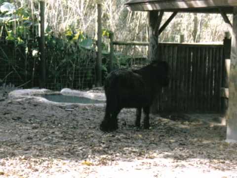 Animals - Big and Small! - YouTube