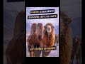 Bactrian Camel vs Dromedary Camel – What’s the Difference?  #theupscclub #currentaffairs #upsc2026