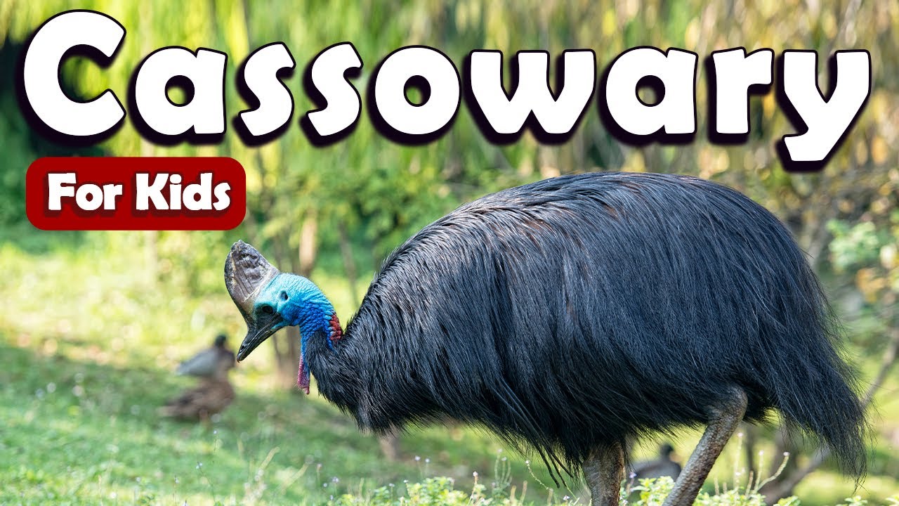 Cassowary Bird for Kids | Learn About Birds for Kids | Learn about Cassowary for Kids