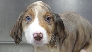 Mini American Shepherd puppy falls asleep from blow dryer