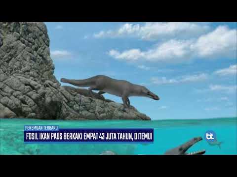 Video: Fosil Ditemui Ikan Paus Berkaki Empat Dengan Kuku