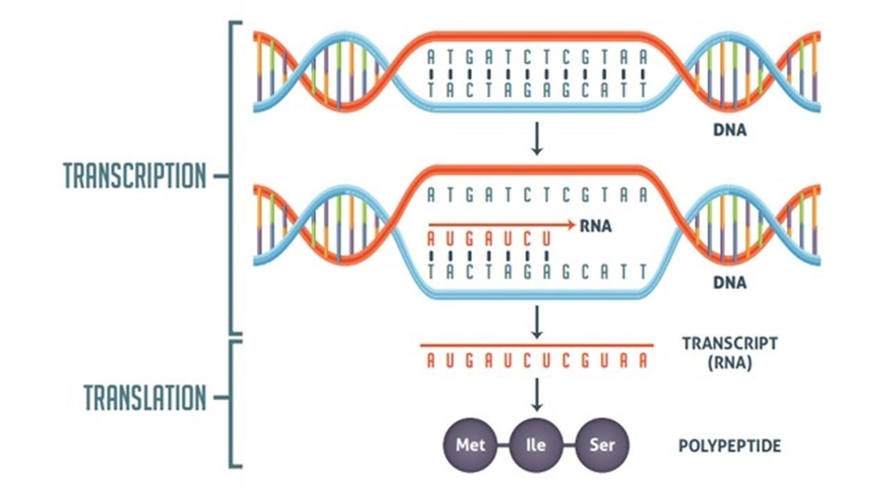 Ггц рнк. DNA Transcription. Transcription DNA RNA. Translation DNA RNA. DNA Transcription and translation.